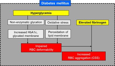 Potential Diagnostic Hemorheological Indexes for Chronic Kidney Disease in Patients With Type 2 Diabetes